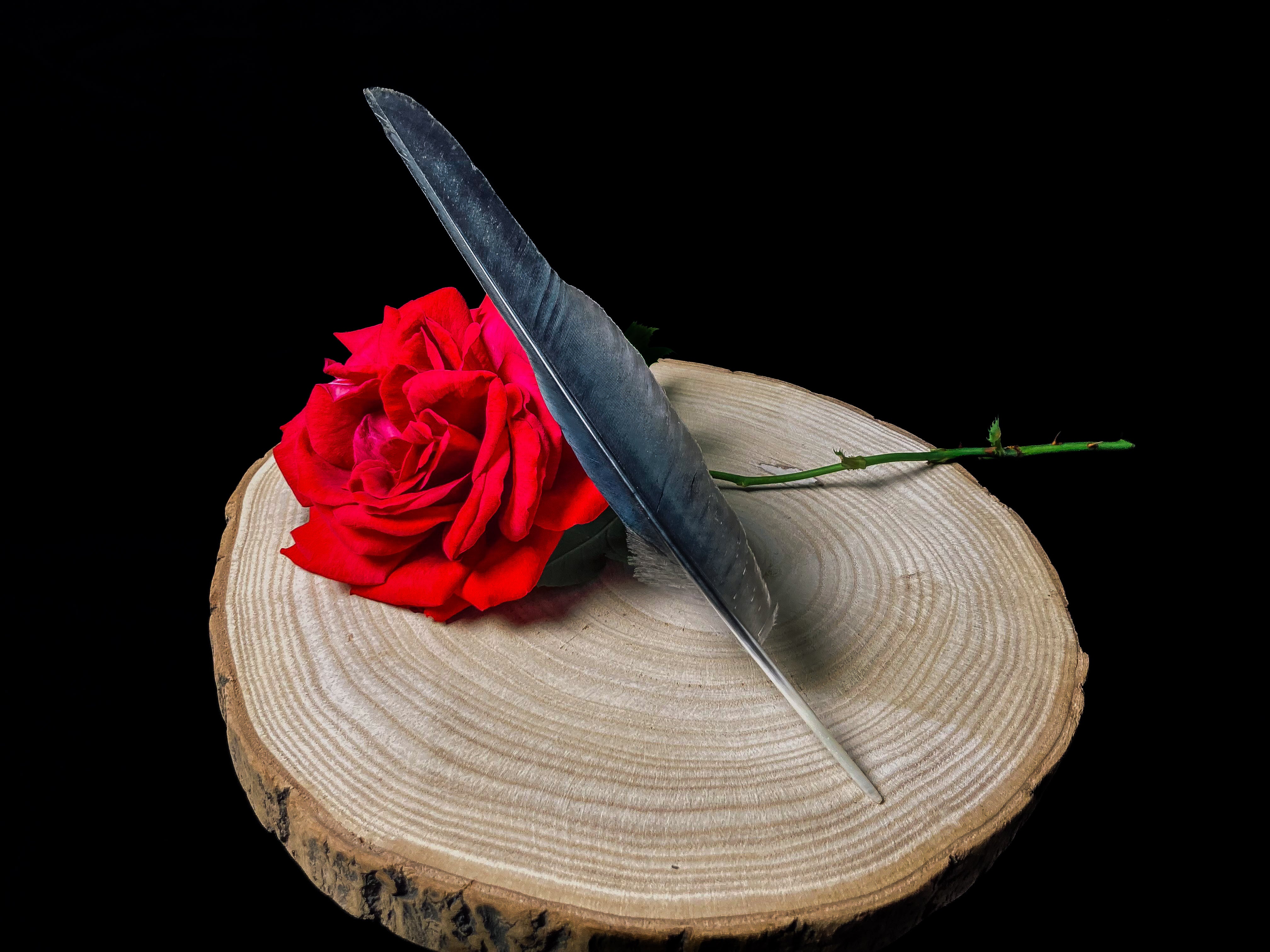 The meaning of bird feathers - Authentic Feathers