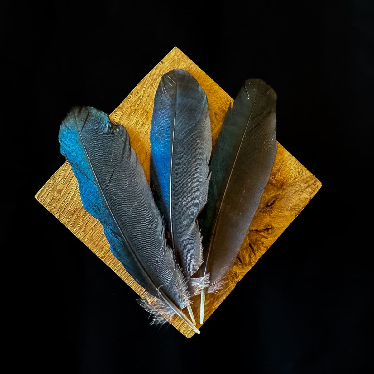 Black Magpie Feathers with Blue-Green Sheen, 2.4-3.9 in