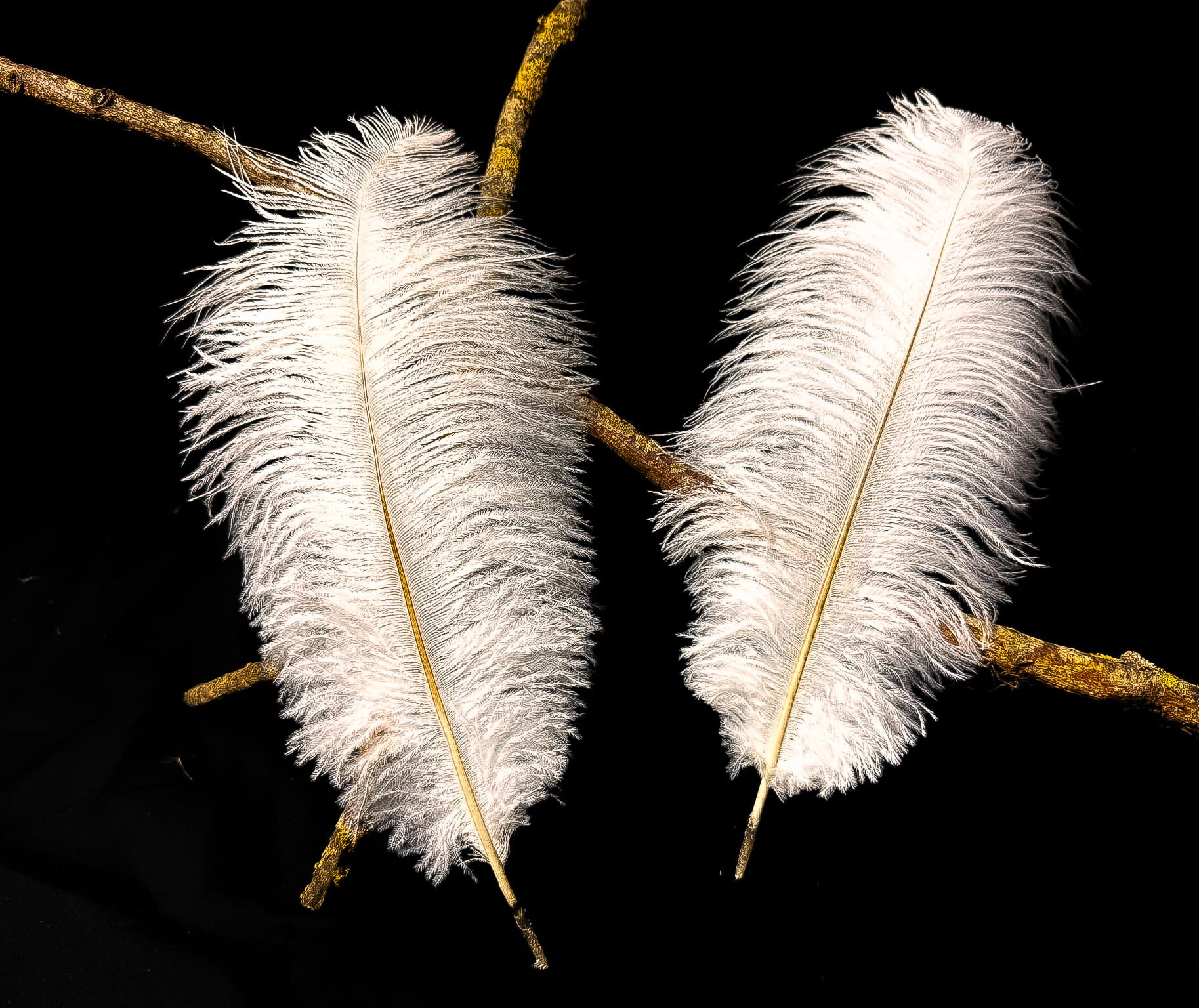 White ostrich feathers - 13 to 16 in - Authentic Feathers