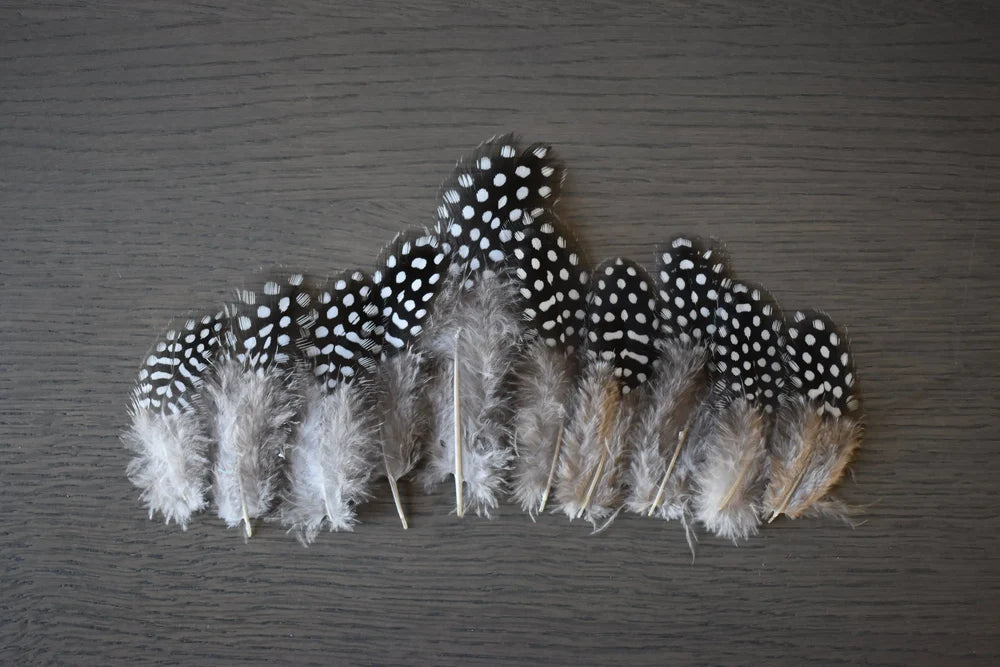 Black guinea fowl feathers white spots - 2 to 4 in