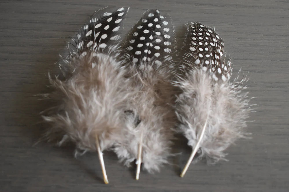 Black guinea fowl feathers white spots - 2 to 4 in