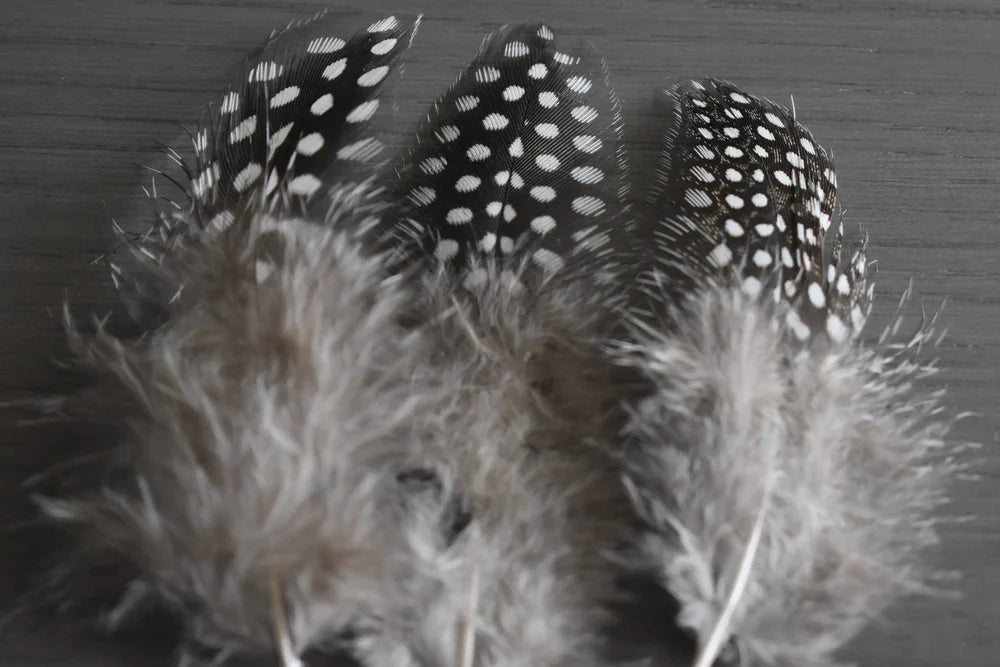 Black guinea fowl feathers white spots - 2 to 4 in
