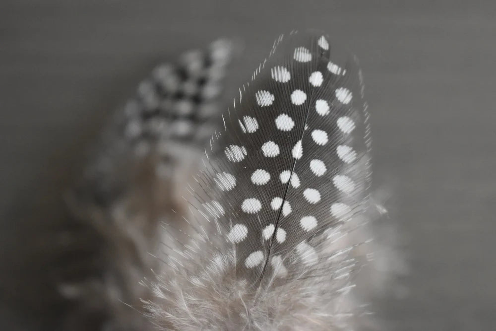 Black guinea fowl feathers white spots - 2 to 4 in