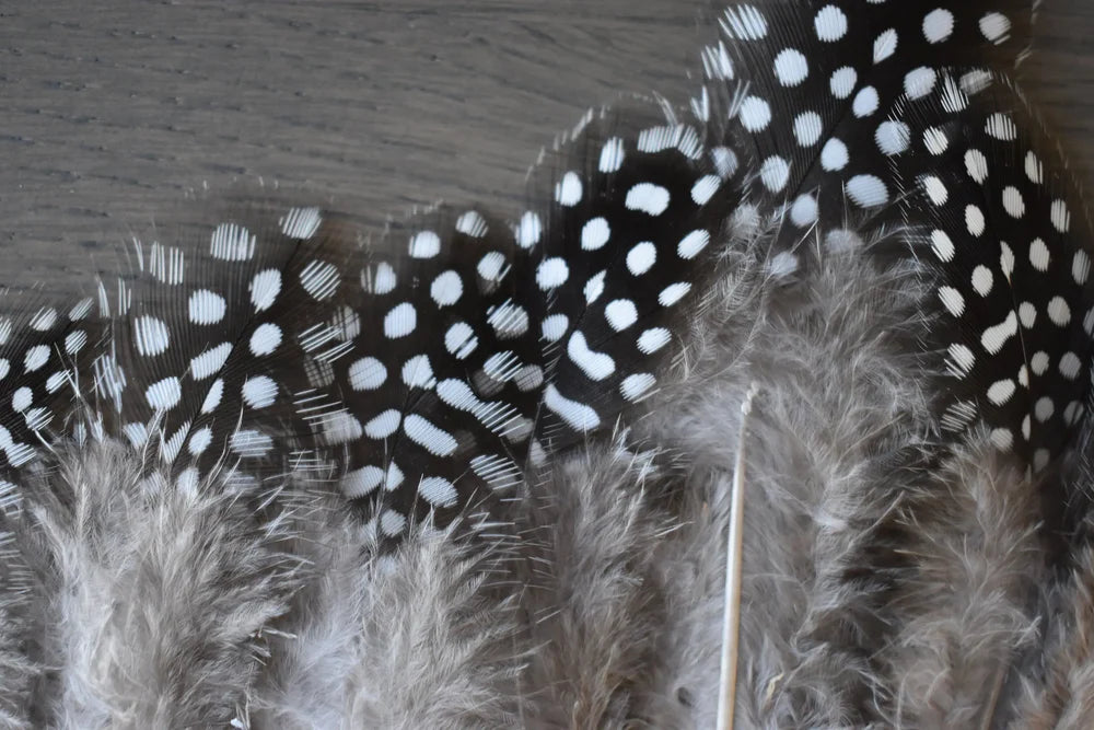 Black guinea fowl feathers white spots - 2 to 4 in