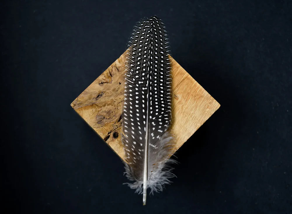 Black guinea fowl feathers white spots - 7 to 8.5 in