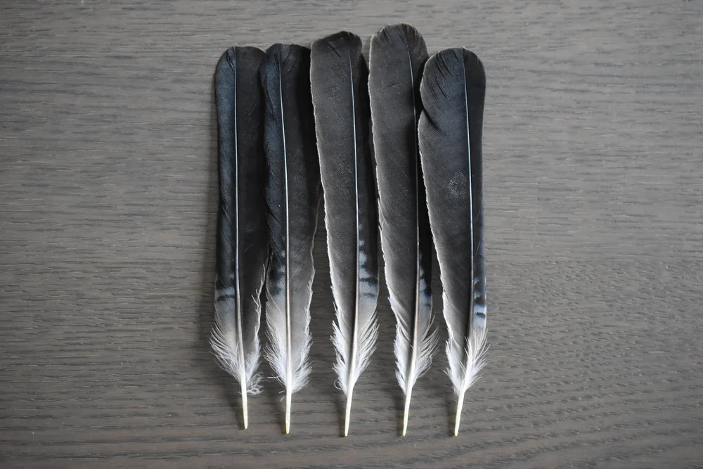 Black jay feathers