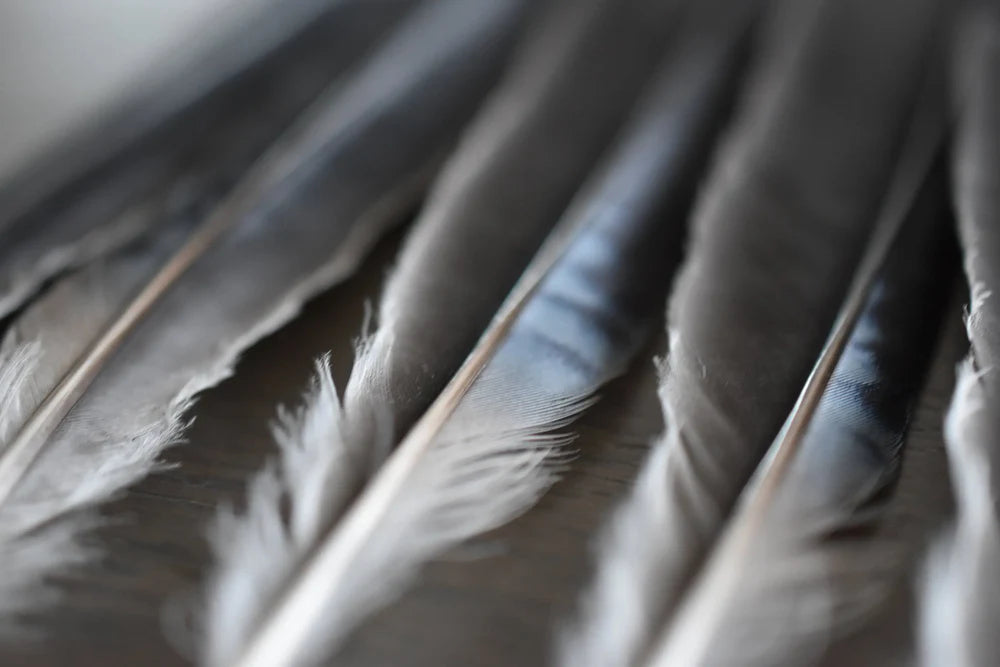 Black jay feathers