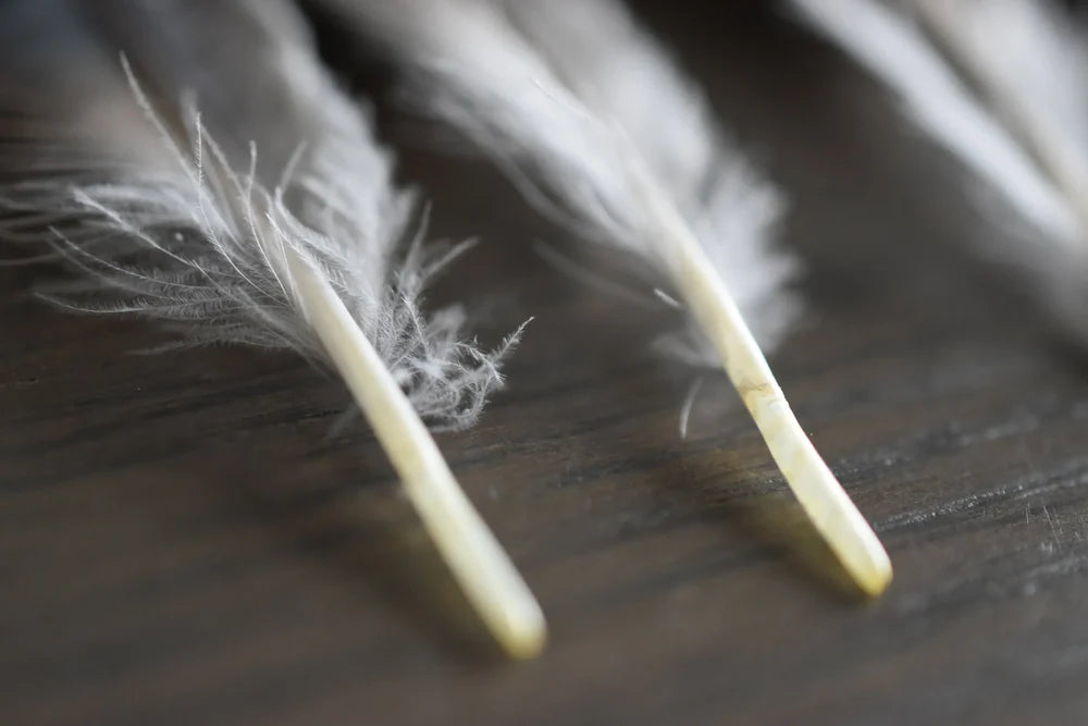 Black jay feathers