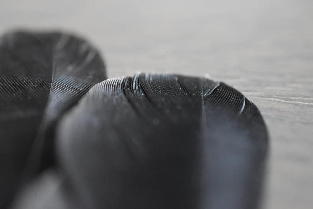 Black jay feathers