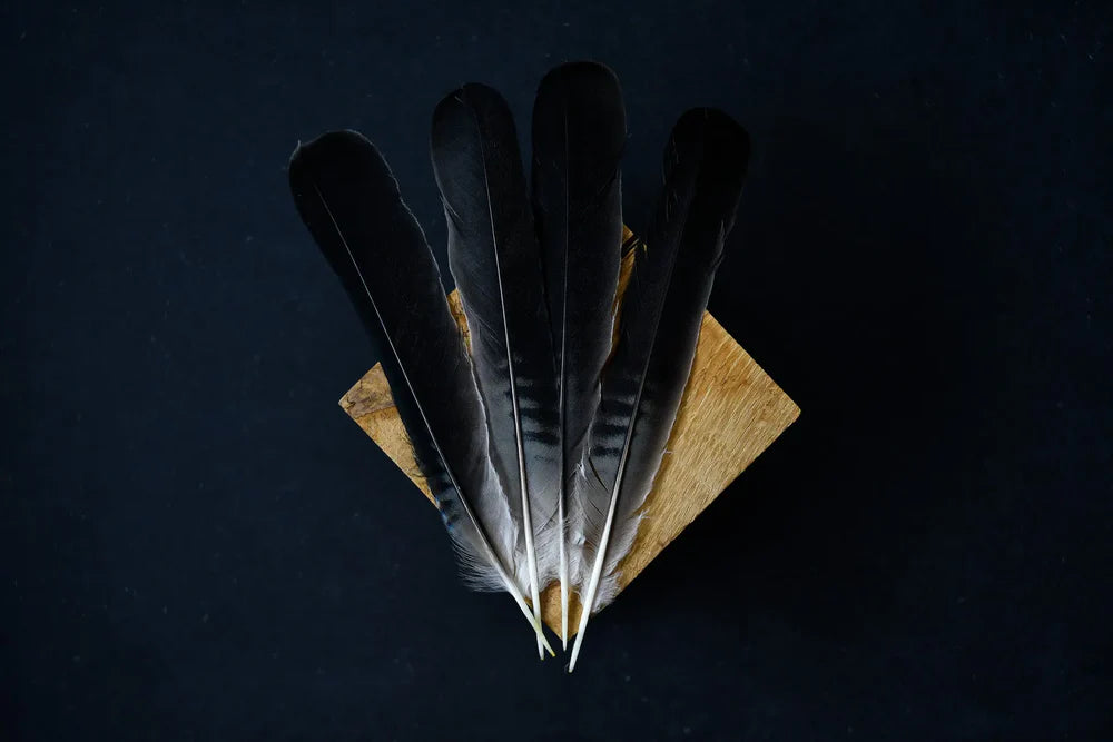 Black jay feathers