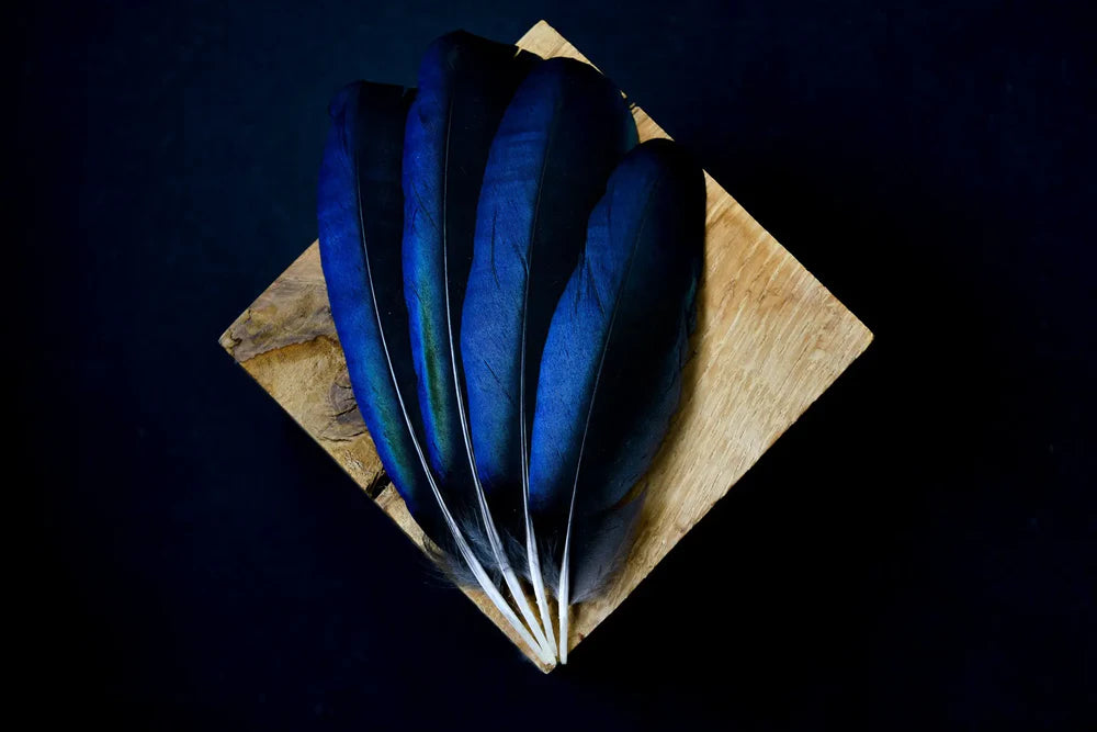 Black magpie feathers with blue highlights - 4 to 6 in