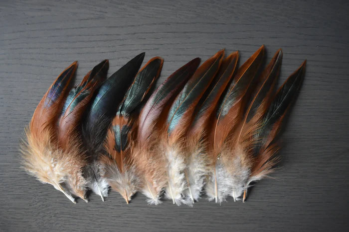 Black and orange rooster feathers