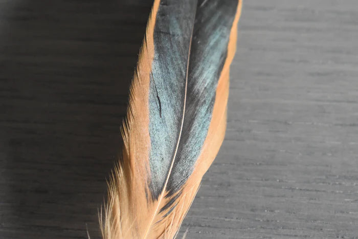 Black and orange rooster feathers