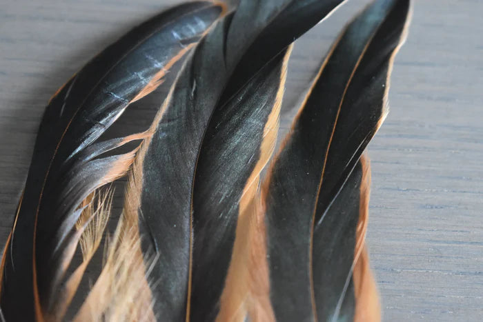 Black and orange rooster feathers