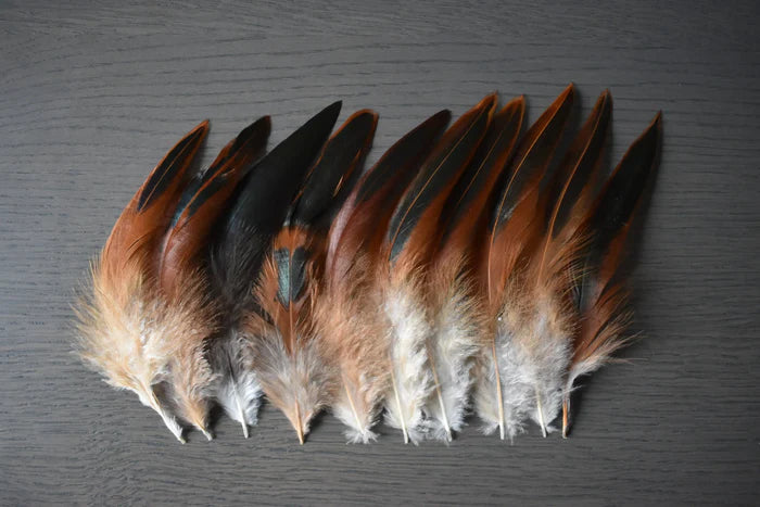Black and orange rooster feathers