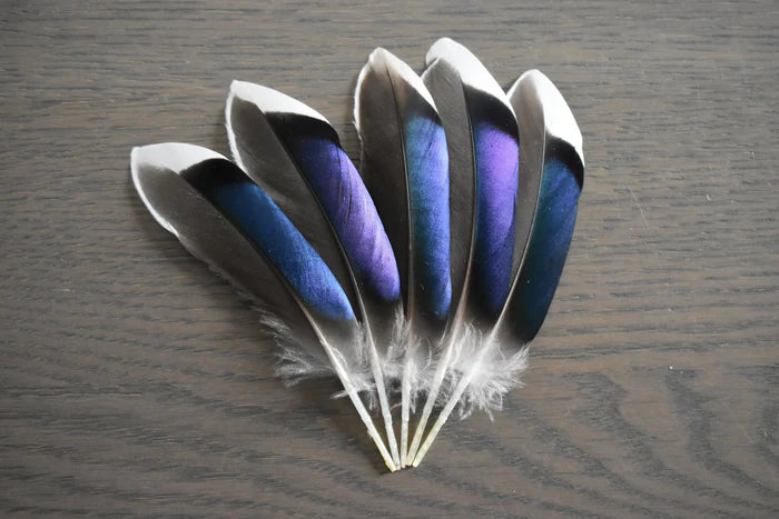 Blue mallard duck feathers
