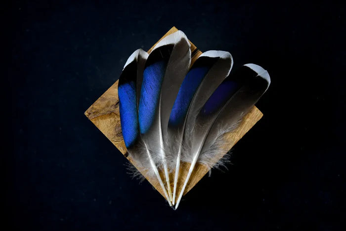 Blue mallard duck feathers