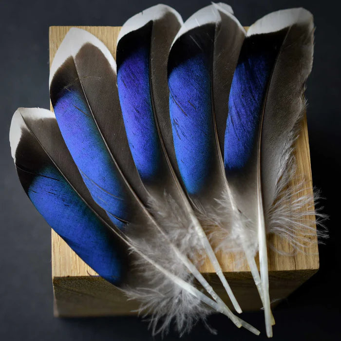 Blue mallard duck feathers