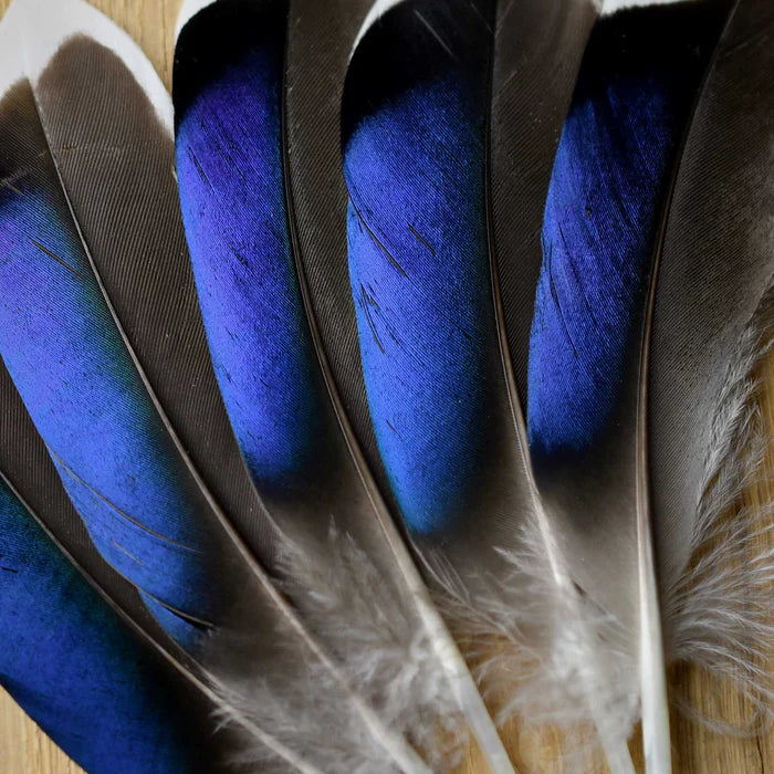 Blue mallard duck feathers