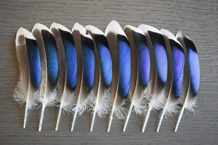 Blue mallard duck feathers