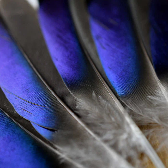 Blue mallard duck feathers