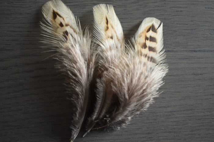 Brown and beige common pheasant medium feathers - 3 to 5 in