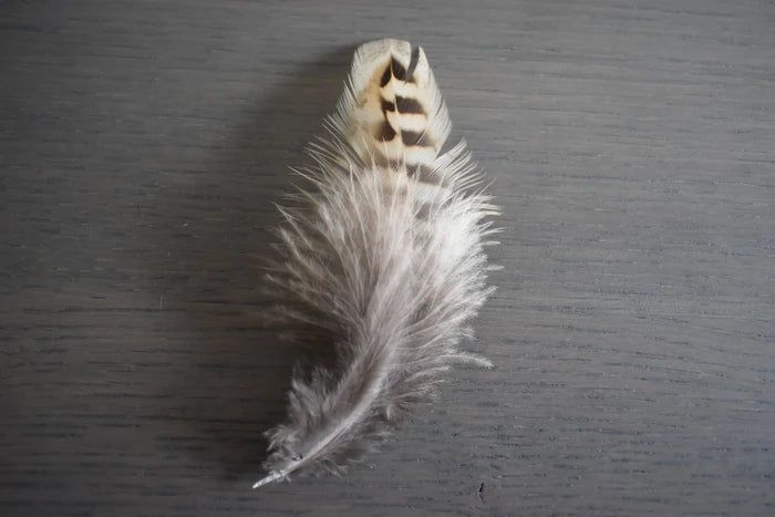 Brown and beige common pheasant medium feathers - 3 to 5 in