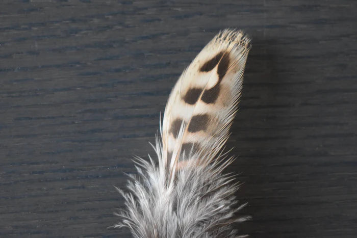 Brown and beige common pheasant medium feathers - 3 to 5 in