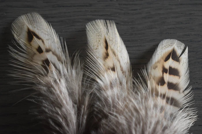 Brown and beige common pheasant medium feathers - 3 to 5 in