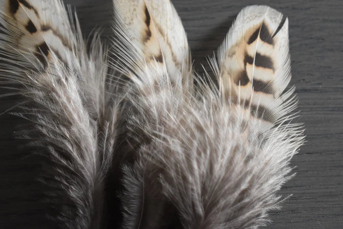 Brown and beige common pheasant medium feathers - 3 to 5 in