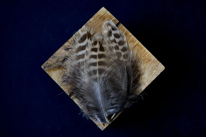 Brown and beige common pheasant medium feathers - 3 to 5 in