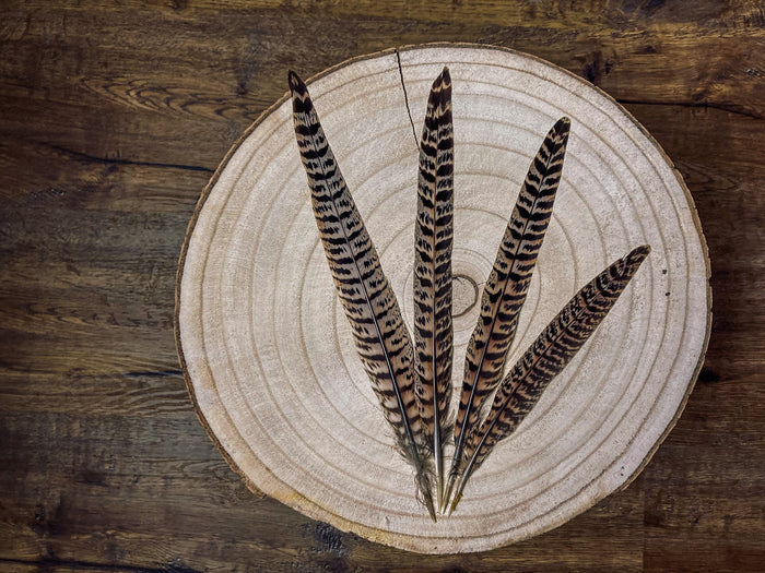 Brown and black common pheasant feathers - 7 to 10 in