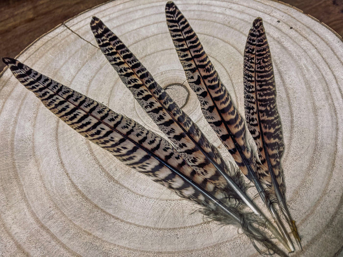 Brown and black common pheasant feathers - 7 to 10 in
