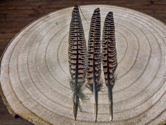 Brown and black common pheasant feathers - 7 to 10 in