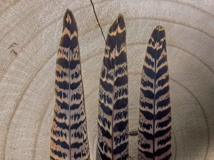Brown and black common pheasant feathers - 7 to 10 in