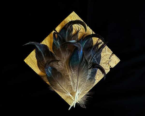 Black and Blue Curly Duck Feathers 3,5 to 4,5 in