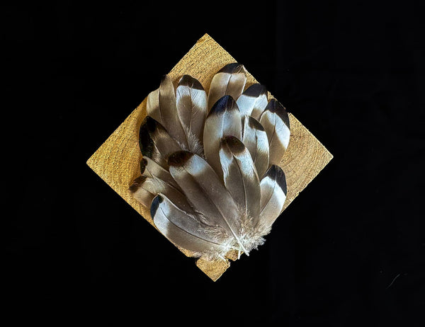 Grey, White, and Black Duck Feathers 2 to 3 in