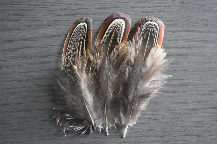 Chocolate common pheasant feathers - 2 to 4 in