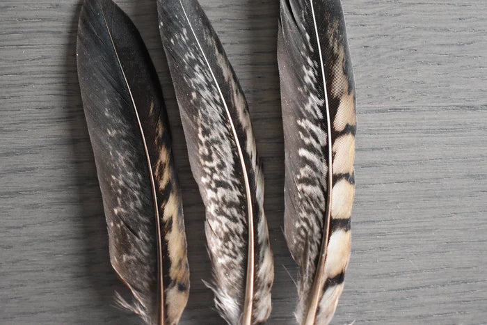 Chocolate venerable pheasant feathers
