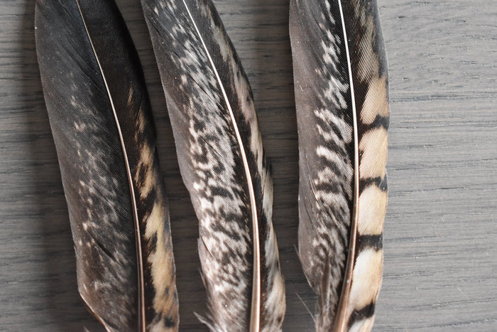 Chocolate venerable pheasant feathers