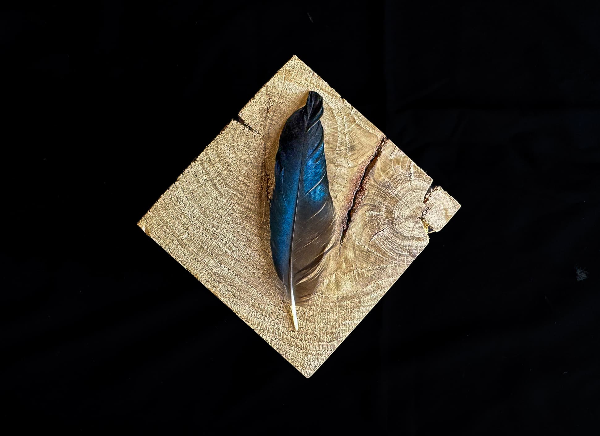 Collection of 6 Magpie Feathers - Authentic Feathers
