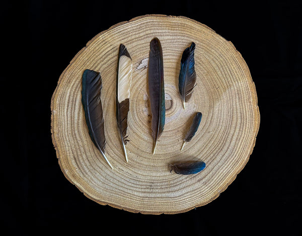Collection of 6 Magpie Feathers