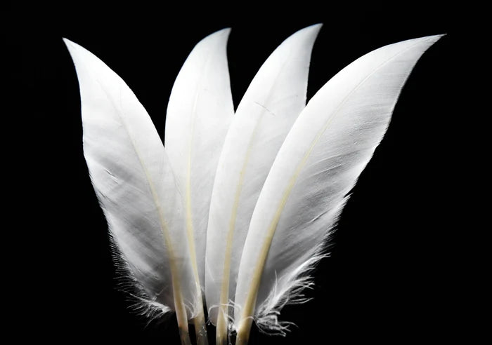 Curved white goose feathers