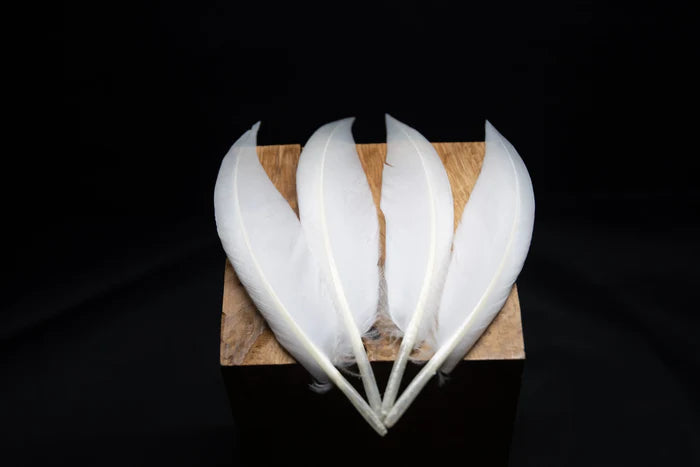 Curved white goose feathers