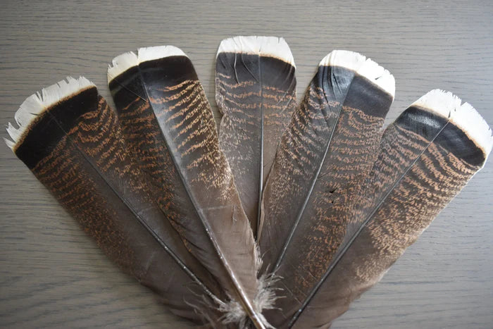 Dark turkey feathers