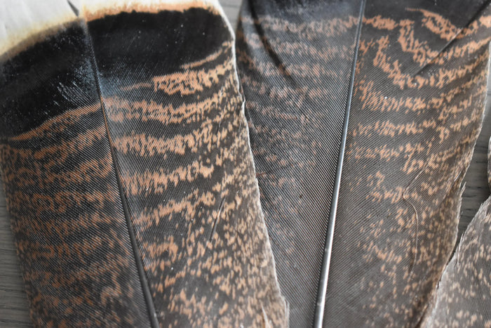 Dark turkey feathers