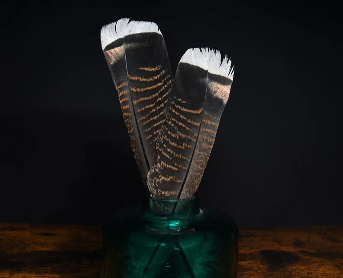 Dark turkey feathers