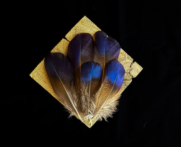 Lady Pheasant Feathers 2-3 in Blue-Purple Sheen