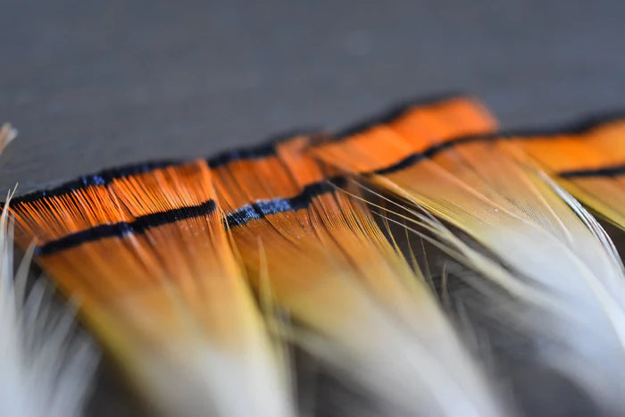 Golden orange and white pheasant feathers - 2 to 3 in