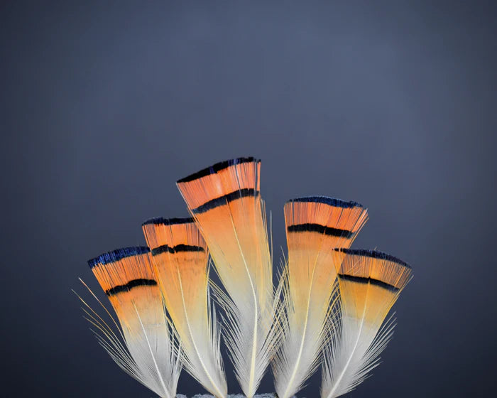 Golden orange and white pheasant feathers - 2 to 3 in